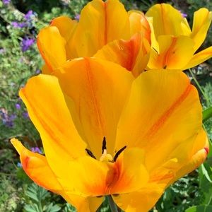 Meet your Posher, Robert